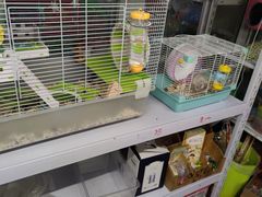 -钓仓鼠(洋桥北里小区店)