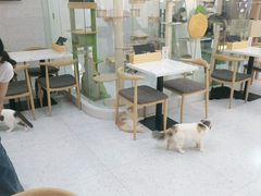 -喵园·猫主题咖啡厅·撸猫·猫咖(国贸店)