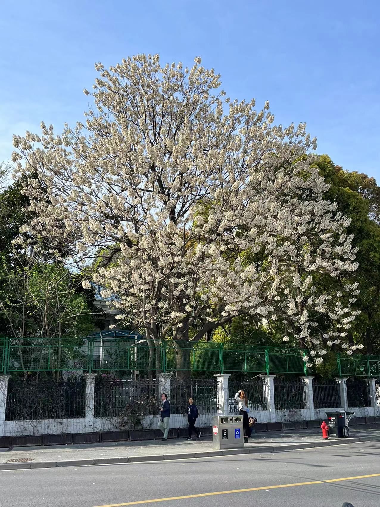 第一次见白色泡桐花