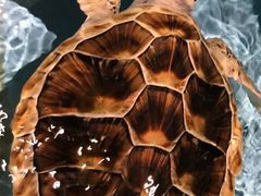 -芜湖新华联大白鲸海洋公园