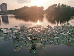-新江湾城公园