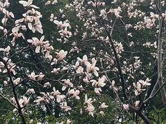 -青枫公园