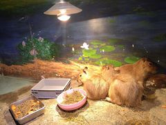 -正佳雨林生态植物园