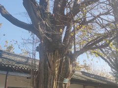 -苏州文庙(姑苏区)