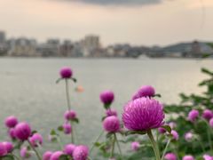 -有心德(麦地店)