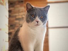-猫的茶·猫咖