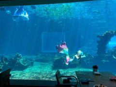 -海棠湾洲际-涛·海底餐厅·美人鱼·自助餐·海底隧道