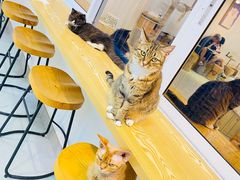-Heymao猫咖.咖啡厅(东门店)