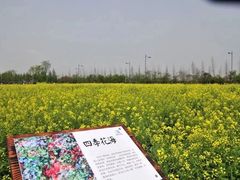 -田园东方蜜桃村的田野营地