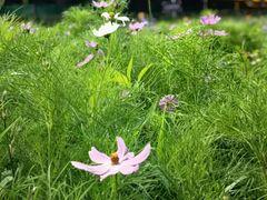 -武陵山森林公园