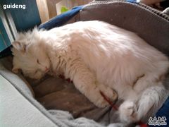 -Babycat私家御饼屋(龙头路一店)