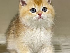 -lincat·猫舍(广州店)