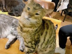 -猫小院猫主题餐厅(三里屯店)