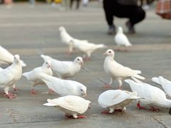 -天津妈祖文化园