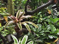 -东莞植物园