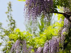-嘉定紫藤园