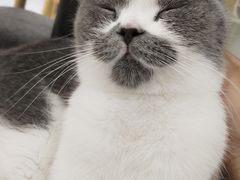 -喵园·猫主题咖啡厅·撸猫·猫咖(国贸店)