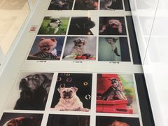 -谐和益家动物医院·免疫绝育·血液透析·宠保定点医院(高新伊藤分院)