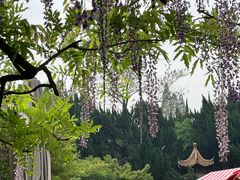 -嘉定紫藤园