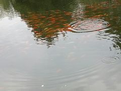 -西湖外事游船(花港观鱼码头)