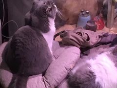 -more than meow吴止猫主题餐厅(承德 中船汇店)