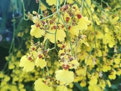 -兰陵国家农业公园