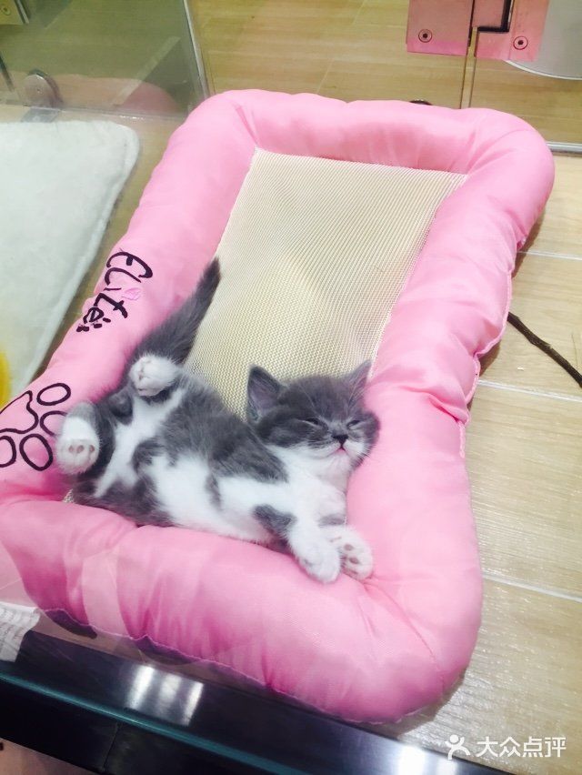 呆萌小猫的妖娆睡姿[笑哭]