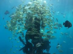 -瑞德姆美人鱼海底演艺主题餐厅(亚龙湾店)
