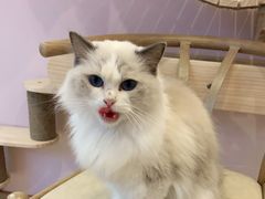 -猫咪派对(江南西店)
