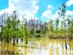 -上海长兴岛郊野公园