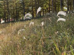 -春花秋色城市公园