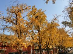 -三里屯东五街银杏大道