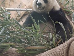 -成都动物园