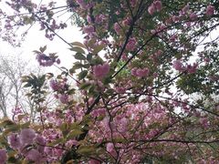 -武汉大学-樱园