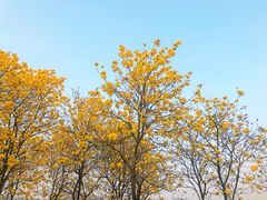 -天适樱花悠乐园
