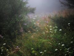 -白草畔自然风景区