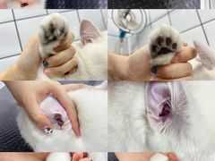 -BABIT巴比特宠物(MOMOPARK店)