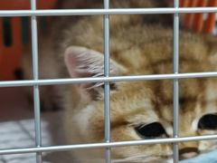 -东方名猫馆·英短金渐层布偶猫舍(环线广场1号楼店)