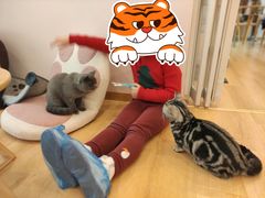 -猫咪派对(江南西店)
