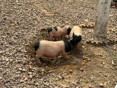 -北京野生动物园