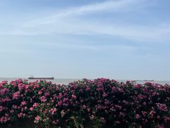 -上海滨江森林公园