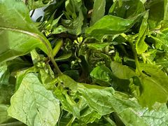 -野菌皇海景野生菌火锅(滨海大道店)
