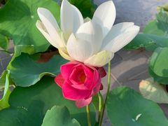 -莲花池公园