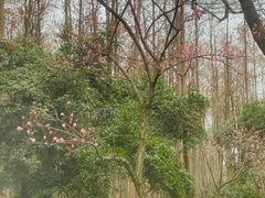 -杭州植物园