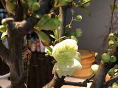 -麦秋寿司(富都广场店)