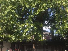 -常熟方塔园