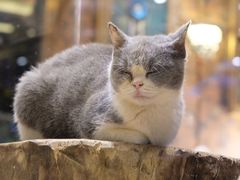 -more than meow吴止猫主题餐厅(承德 中船汇店)