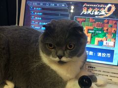 -猫色咖啡·猫咖
