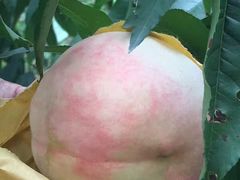 -南汇新场正宗水蜜桃采摘