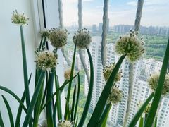 -联洋新苑